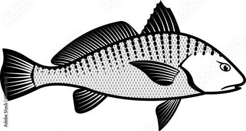 Atlantic Croaker