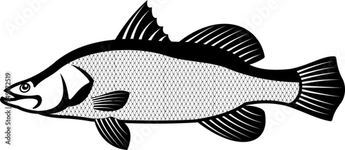 Barramundi