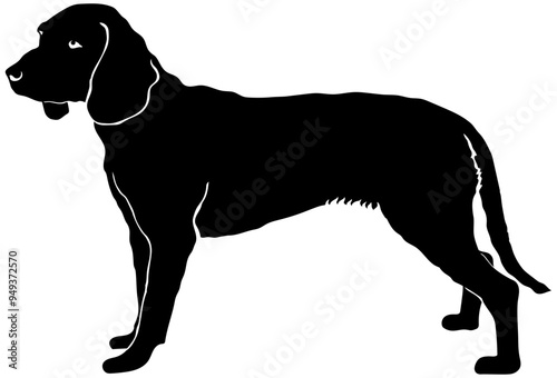 Bavarian Mountain Scent Hound