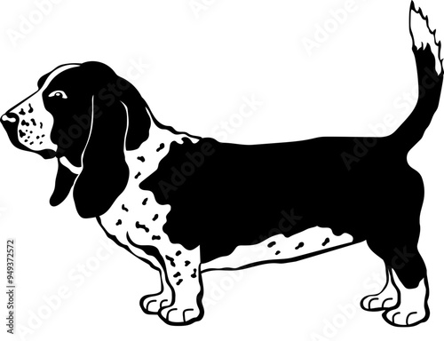 Basset Hound