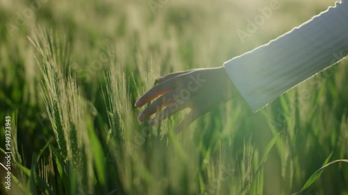 Slow-motion shot of a little girl walking through the wheat field and gently touching ripening ears of crop at sunset. Close-up
