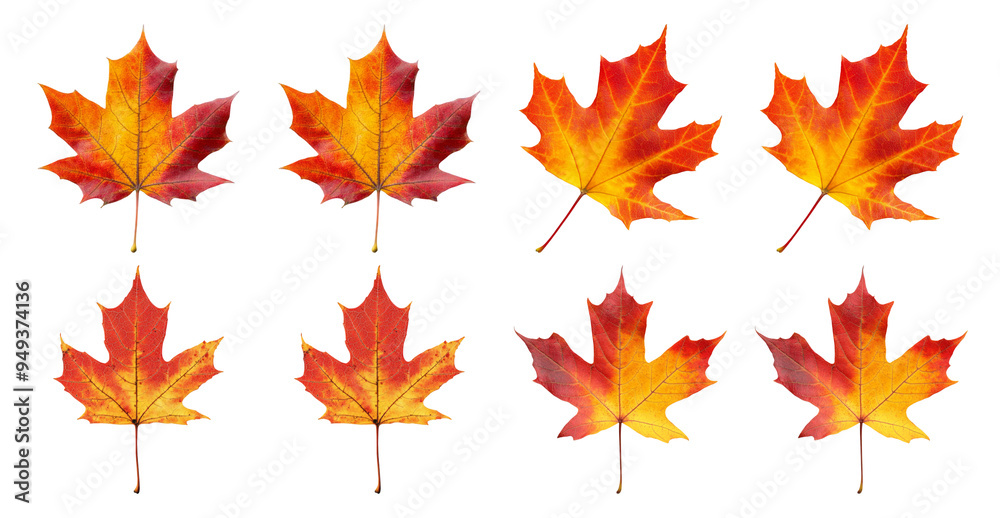 Collection of Autumn Maple Leaves on Transparent Background Collection of Autumn Maple Leaves on Transparent Background
