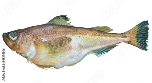 おいしそうなお腹がパンパンに抱卵した雌ハタハタの白抜き魚体（リアルタッチ・レタッチ切り抜きイラスト）