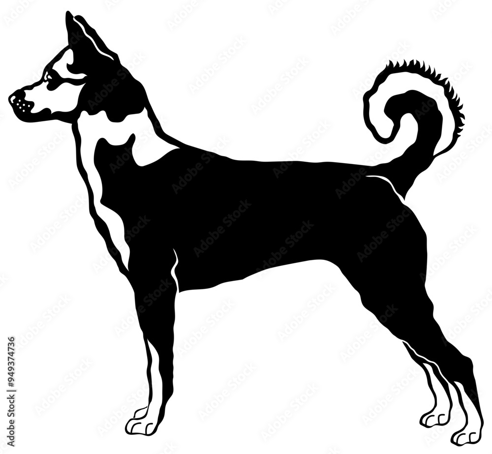 Canaan Dog