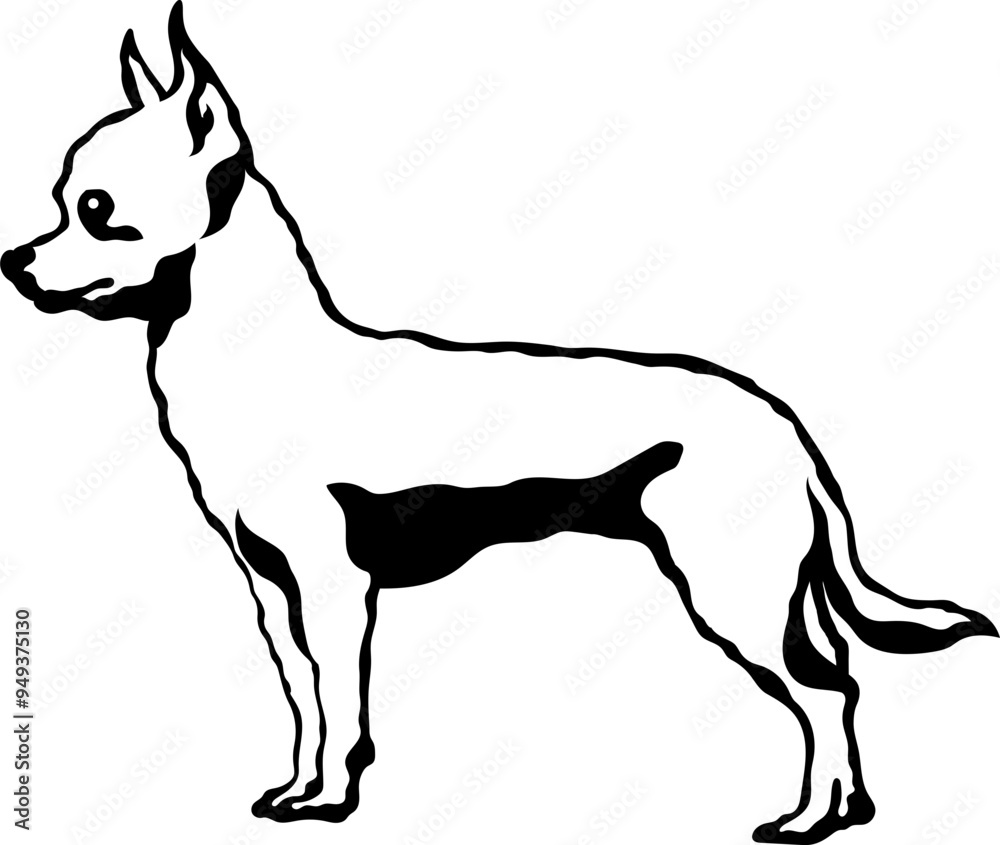 Obraz premium Chihuahua