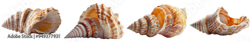 Seashell Collection: Four Beautiful Spiral Shells Displayed Against Black