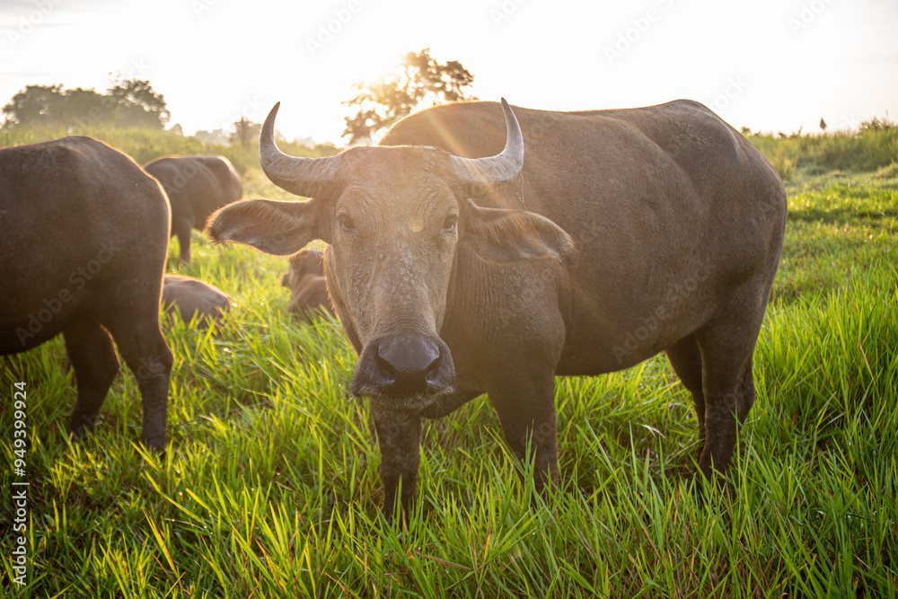 A buffalo is standing in a field of grass, grazing in the fresh morning atmosphere. A buffalo is standing in a field of grass, grazing in the fresh morning atmosphere.
