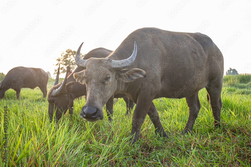 A buffalo is standing in a field of grass, grazing in the fresh morning atmosphere. A buffalo is standing in a field of grass, grazing in the fresh morning atmosphere.