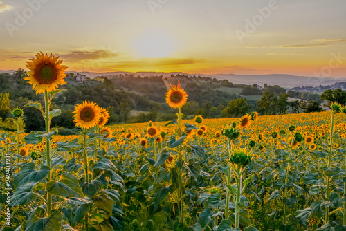 tuscan landscape, sunflower field, golden hour, dusk, sunset, tuscany, italy, rolling hills, countryside, nature photography, scenic views, warm colours, evening light, tranquil, travel photography, l