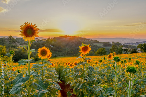 Sunflower field at golden hour in the rolling hills of Tuscany, Italy