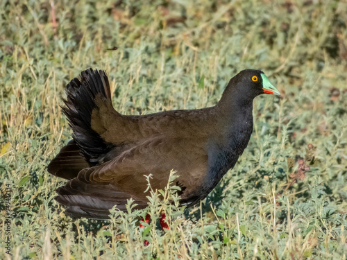 Black-tailed Nativehen - Tribonyx ventralis in Australia