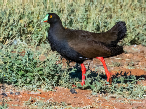 Black-tailed Nativehen - Tribonyx ventralis in Australia