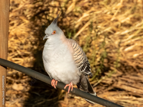 Crested Pigeon - Ocyphaps lophotes in Australia photo