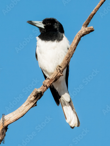 Pied Butcherbird - Cracticus nigrogularis in Australia photo