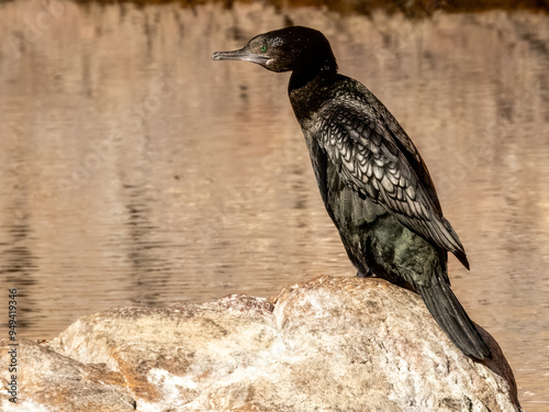 Little Black Cormorant - Phalacrocorax sulcirostris in Australia 