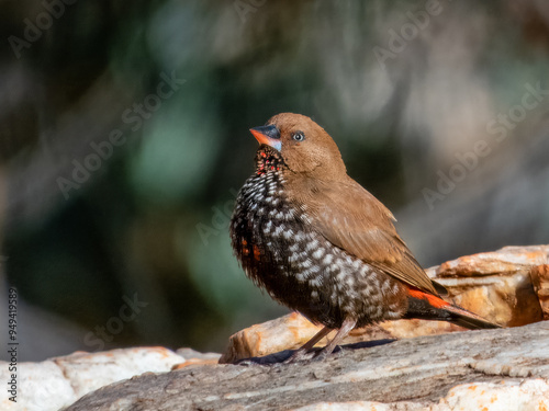 Painted Firetail - Emblema pictum in Central Australia
 photo