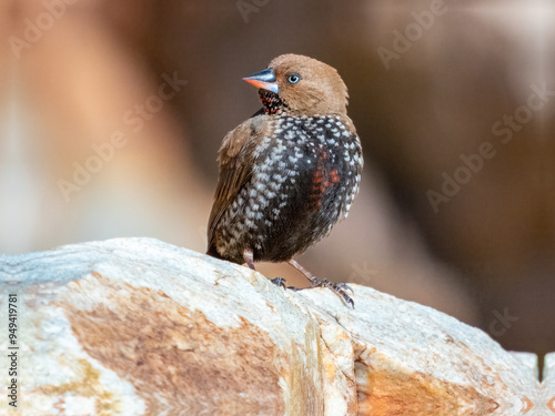 Painted Firetail - Emblema pictum in Central Australia
 photo