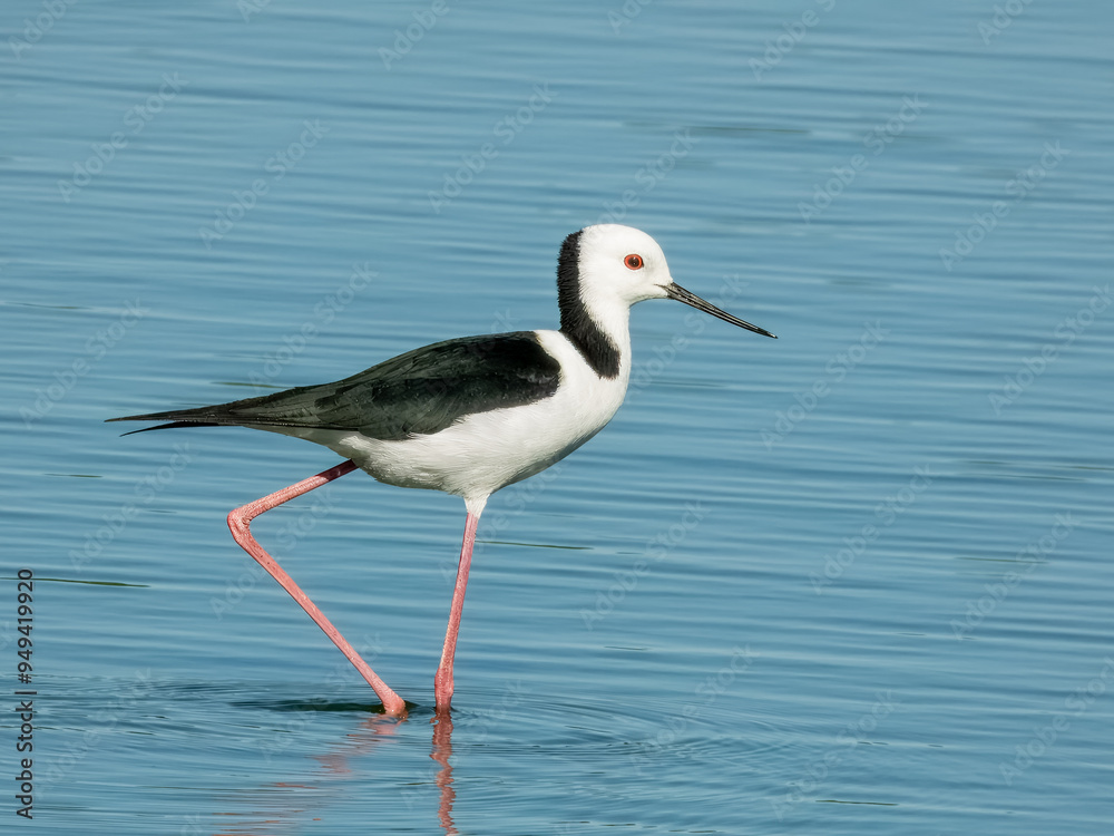 Pied Stilt - Himantopus leucocephalus in Australia Pied Stilt - Himantopus leucocephalus in Australia