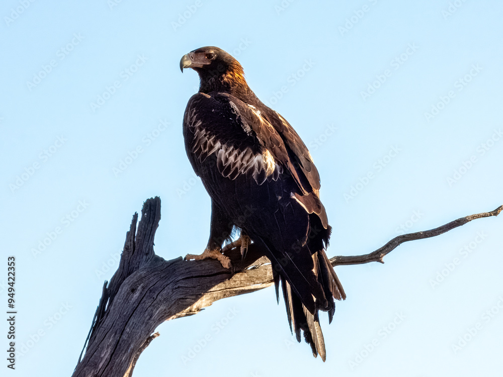 Wedge-tailed Eagle - Aquila audax in Central Australia Wedge-tailed Eagle - Aquila audax in Central Australia
