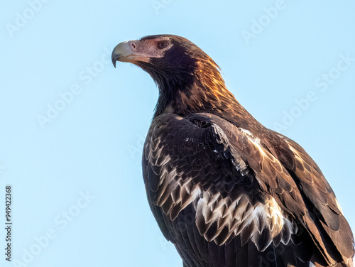Wedge-tailed Eagle - Aquila audax in Central Australia photo