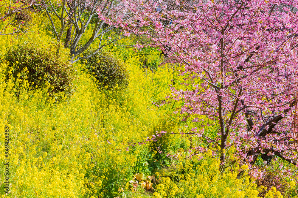 日本の風景・早春 神奈川県松田町 松田山の河津桜と菜の花 日本の風景・早春 神奈川県松田町 松田山の河津桜と菜の花