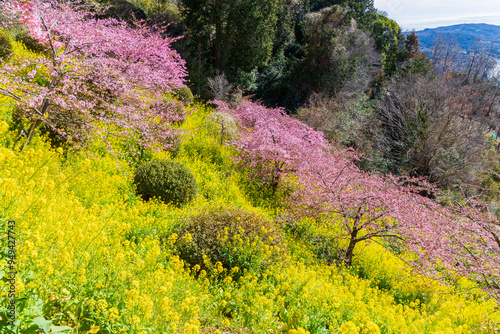 日本の風景・早春 神奈川県松田町 松田山の河津桜と菜の花