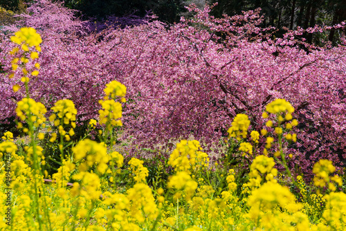 日本の風景・早春 神奈川県松田町 松田山の河津桜と菜の花