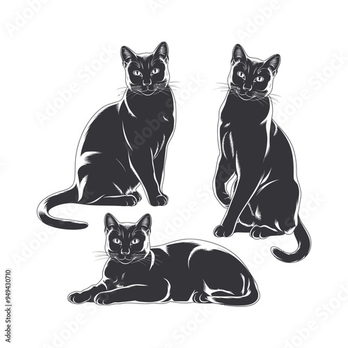 American Shorthair Cat Silhouette Vector Set Animals Illustration Template