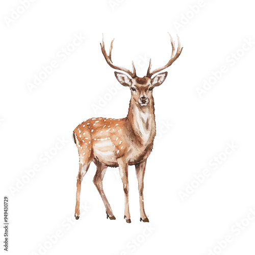 Vector illustration animal red deer with antlers on white background 
