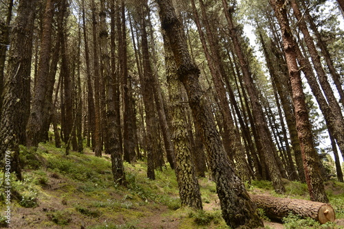 Pinos empinados