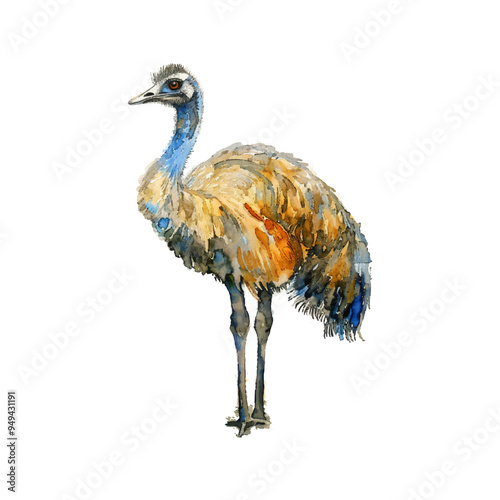 Poultry, ostrich bird. Large poultry on a farm, exotic emu with long legs and neck, vector cartoon illustration. A village or a wild animal for food, the agriculture of the country, isolated on a whit