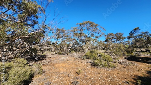 Lowan Conservation Park in South Australia photo