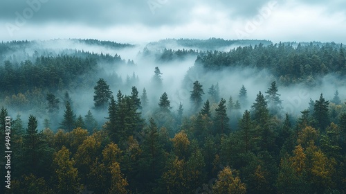 Misty morning with dense fog rolling over a forest