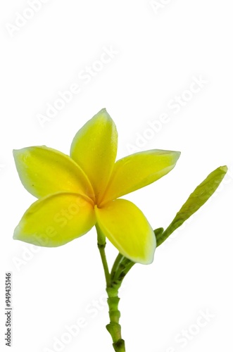 Close up photo of Yellow Semboja on a white background. Semboja is a group of plants in the genus Plumeria. Frangipani, Frangipani. photo