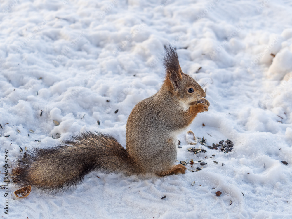 The squirrel in winter sits on white snow. The squirrel in winter sits on white snow.
