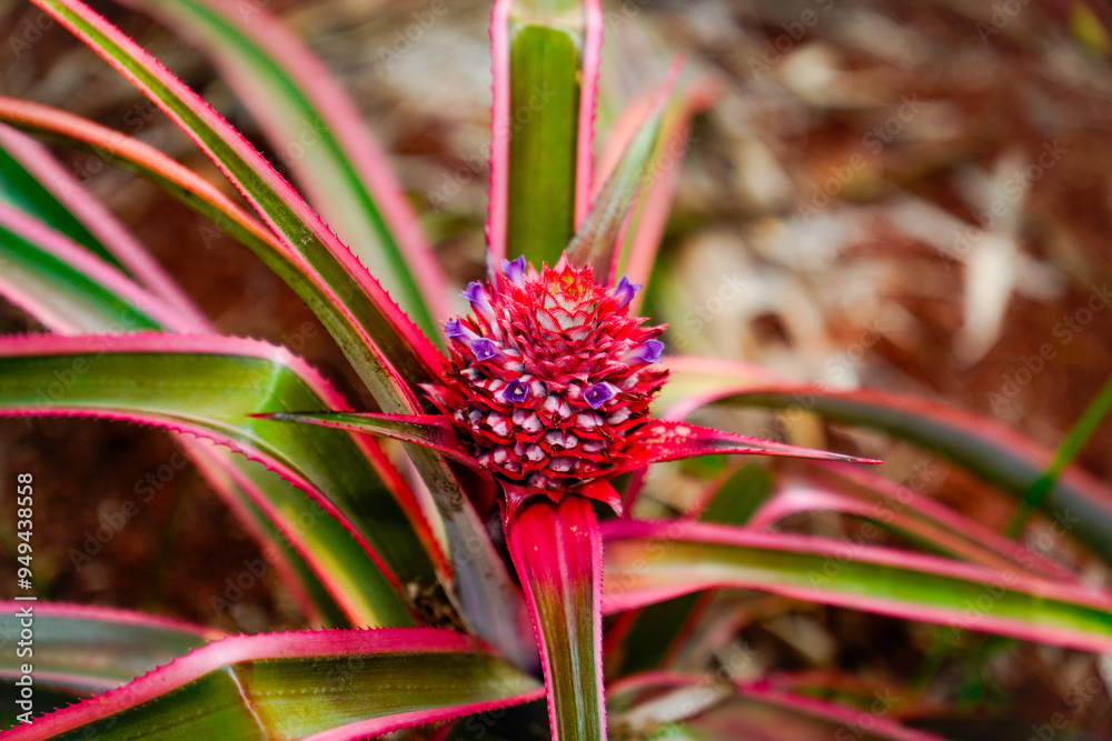 close up of baby pineapple, growing in house yard. close up of baby pineapple, growing in house yard.