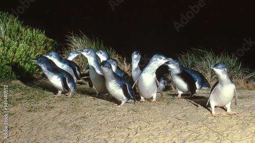 Fairy Penguins move as a group from Bass Strait to their waiting chics on Phillip Island