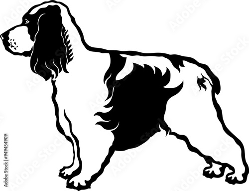 English Cocker Spaniel