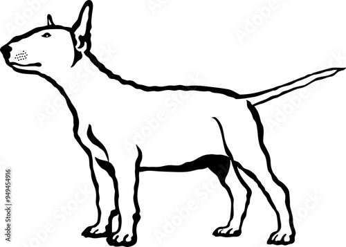 English Bull Terrier