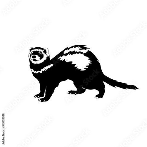 Ferret