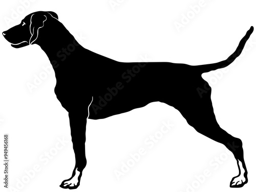 German Shorthaired Pointer