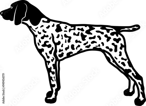 German Shorthaired Pointer photo