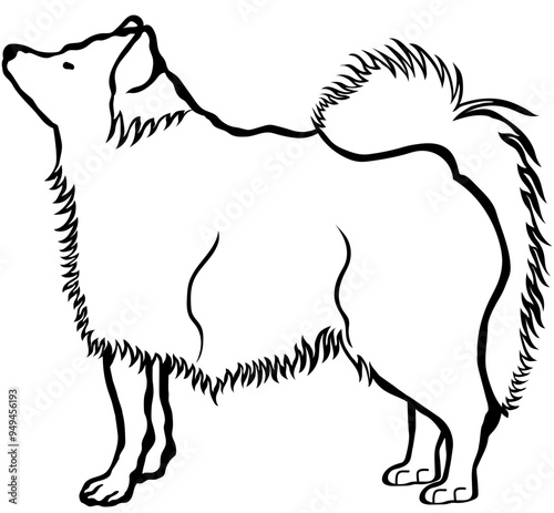 German Spitz