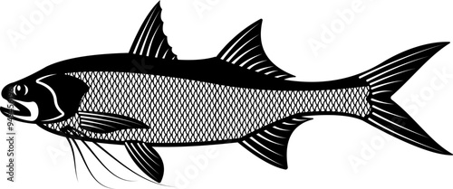 Giant THREADFIN