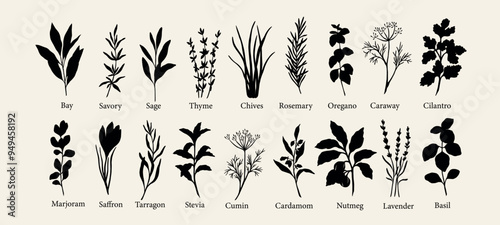 Flat vector herbs and spices collection