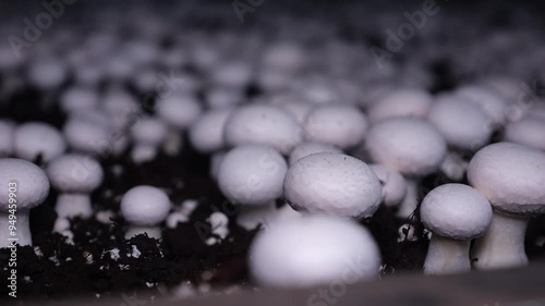 Create winter temperatures in an air-conditioned room, grow mushrooms and put workers in charge of planting and harvesting photo