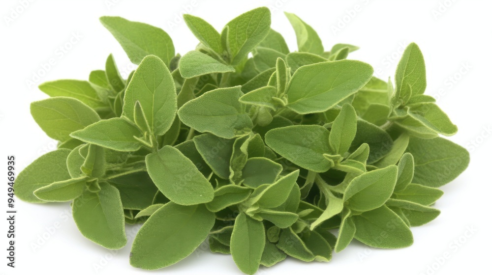Isolated white background image of fresh marjoram, a herb, a popular spice used in cooking, aromatic and healthy. Isolated white background image of fresh marjoram, a herb, a popular spice used in cooking, aromatic and healthy.