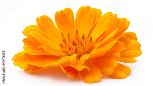 calendula flower isolated on white background