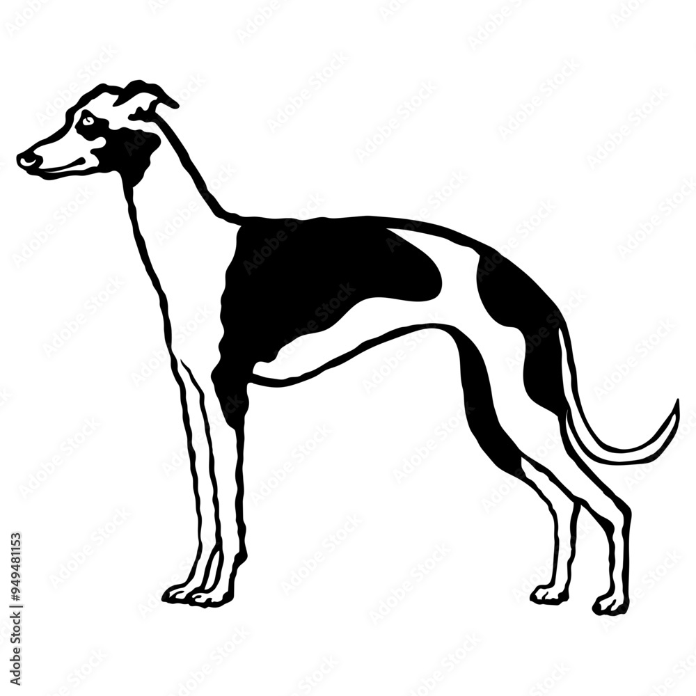Obraz premium Italian Greyhound