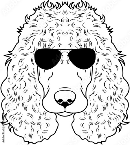 Irish Water Spaniel In Sunglasses